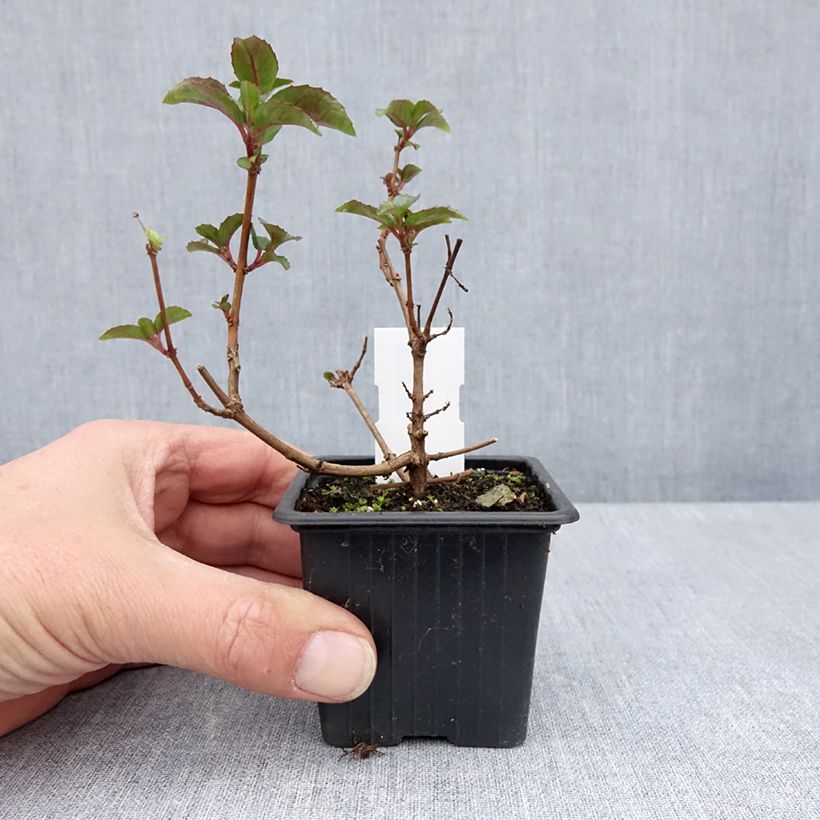 Spécimen de Fuchsia Heidi Ann Godet de 8/9 cm tel que livré au printemps