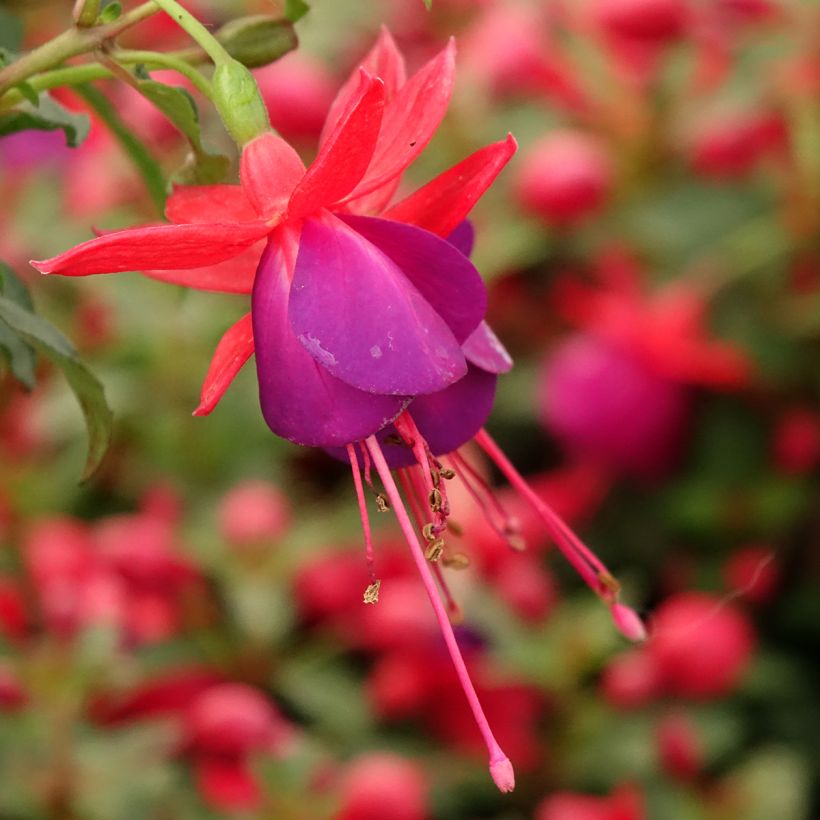 Fuchsia Jollies Nantes (Floraison)