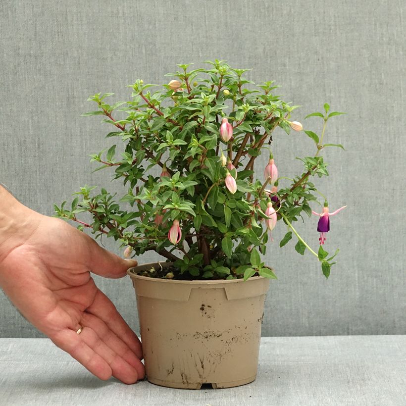 Spécimen de Fuchsia Lambada Pot de 12 cm / 13 cm tel que livré en été