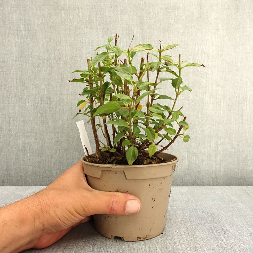 Spécimen de Fuchsia Lambada Pot de 12 cm / 13 cm tel que livré au printemps