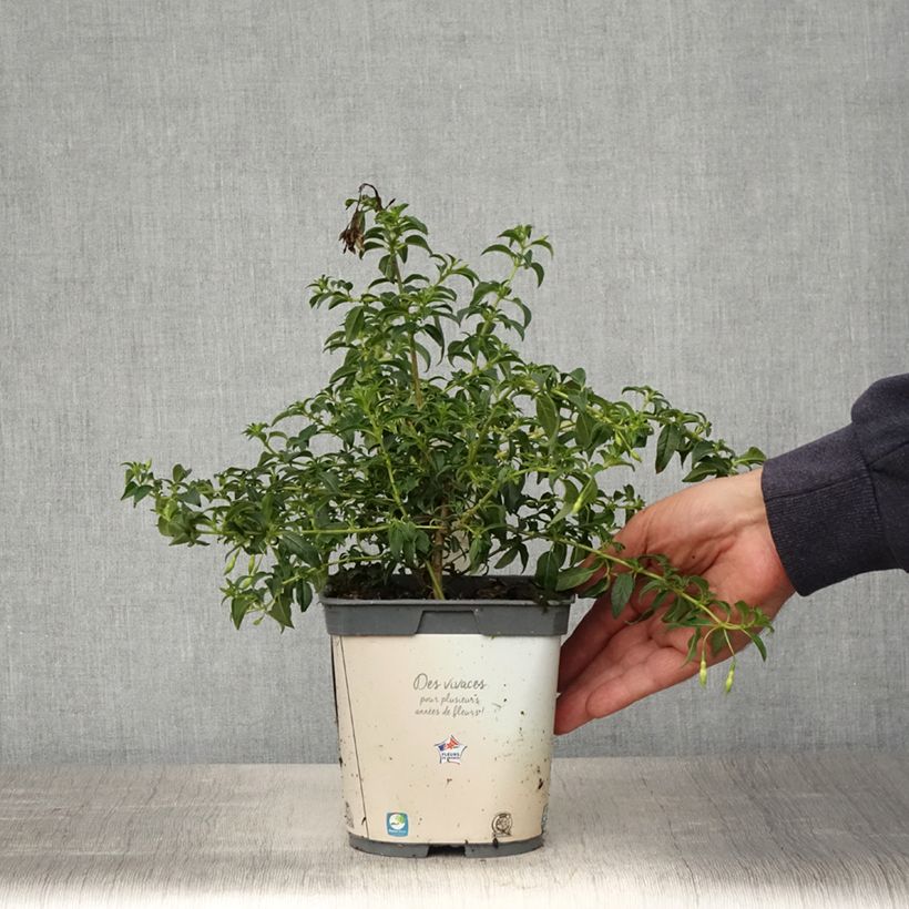 Example of Fuchsia magellanica Hawkshead  Pot de 2L/3L as you get in printemps