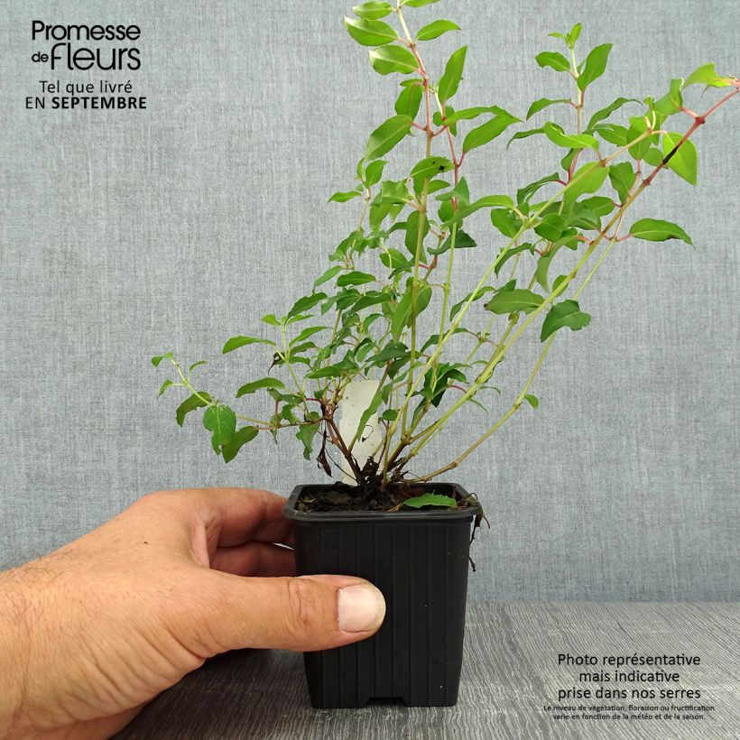 Spécimen de Fuchsia magellanica Riccartonii - Fuchsia de Magellan Godet de 8/9 cm tel que livré en automne
