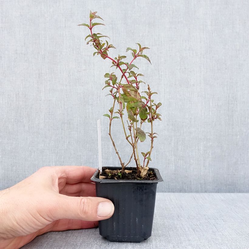 Spécimen de Fuchsia magellanica Snow Cap - Fuchsia rustique Godet de 8/9 cm tel que livré au printemps