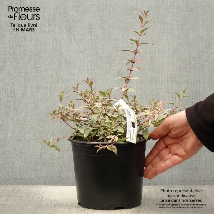 Spécimen de Fuchsia magellanica Tricolorii Pot de 2L/3L tel que livré au printemps