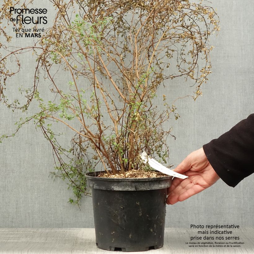 Example of Fuchsia microphylla ssp. microphylla Pot de 4L/5L as you get in printemps