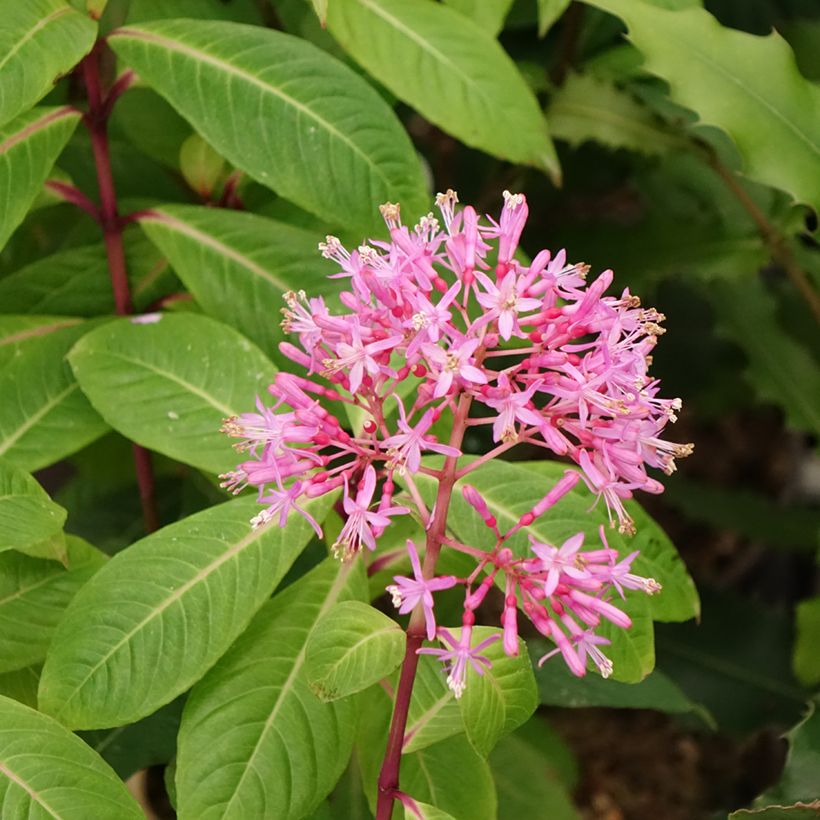 Fuchsia paniculata (Floraison)