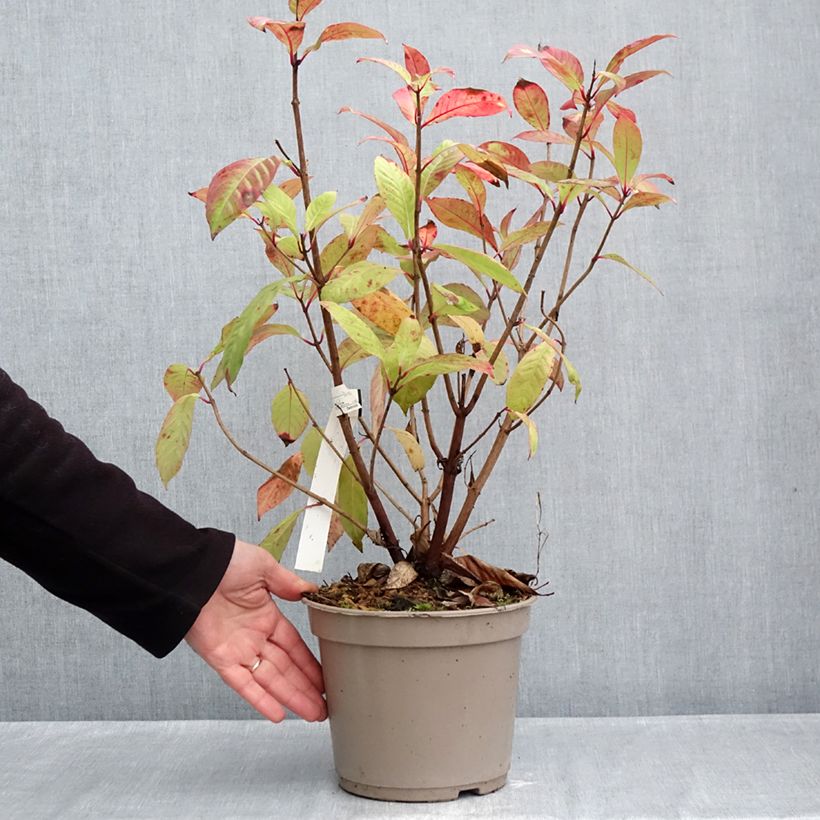 Spécimen de Fuchsia paniculata Pot de 4L/5L tel que livré en automne