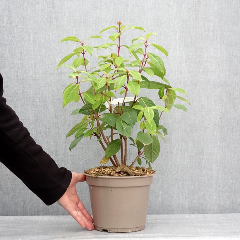 Spécimen de Fuchsia paniculata Pot de 4L/5L tel que livré en hiver