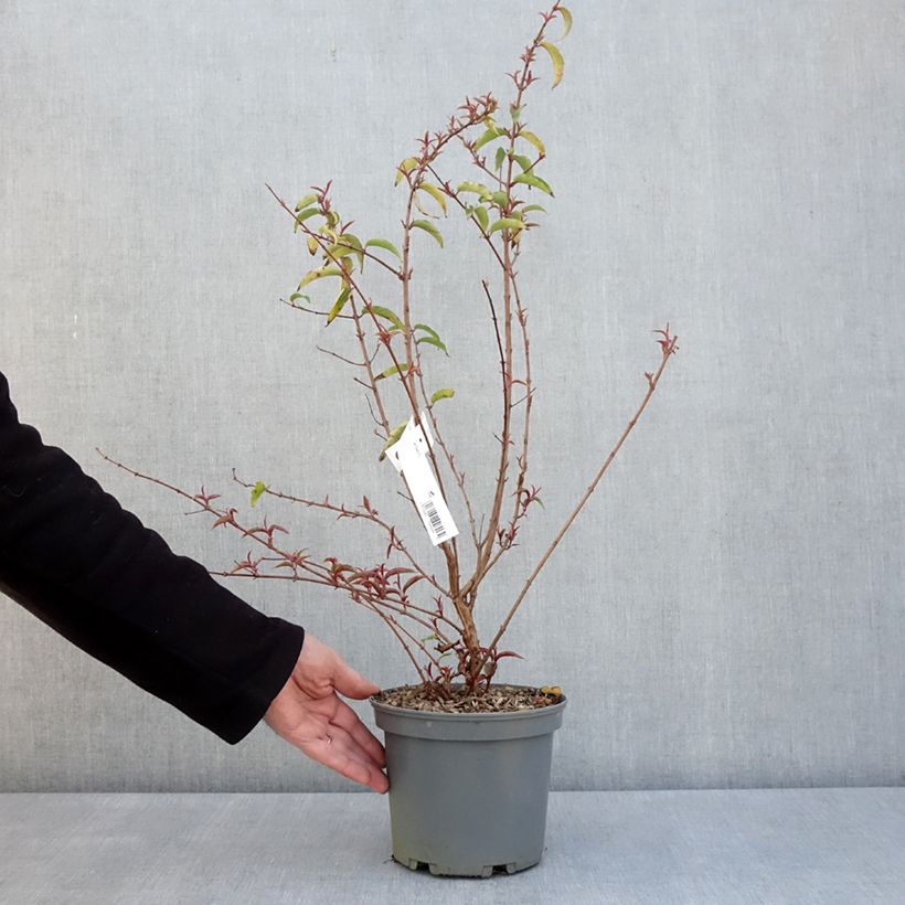 Example of Fuchsia regia Regal Pot de 3L/4L as you get in printemps