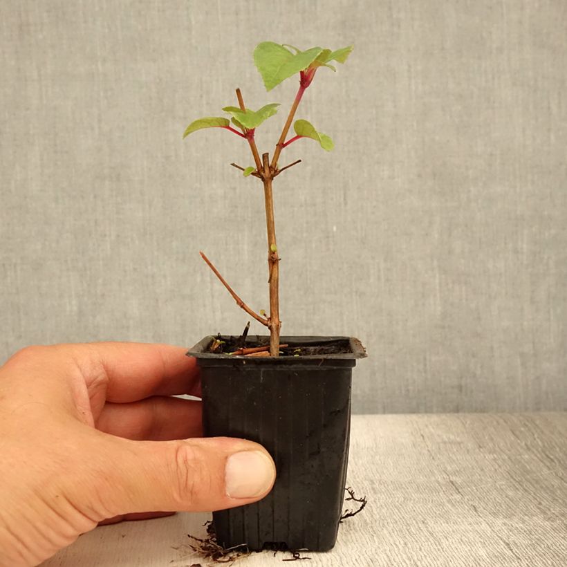 Spécimen de Fuchsia retombant Dark Eyes Godet de 7/8 cm tel que livré en été