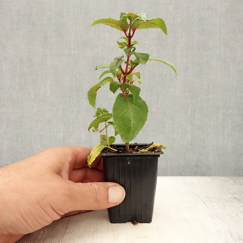 Example of Fuchsia retombant Royal Mosaïc Godet de 7/8 cm as you get in ete