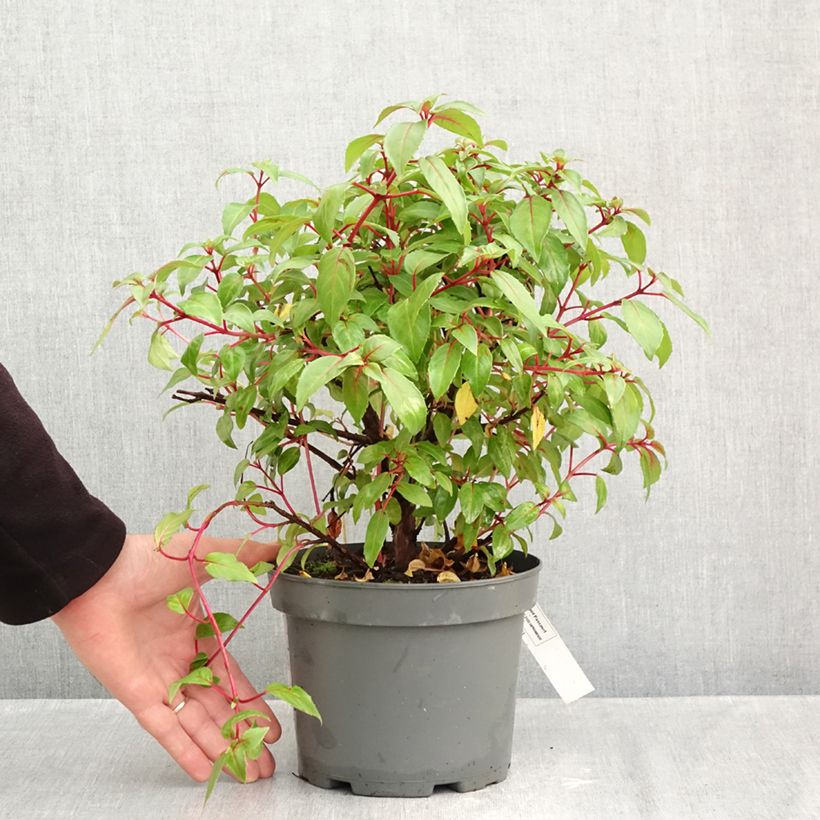 Spécimen de Fuchsia rustique Charming Pot de 3L/4L tel que livré en automne