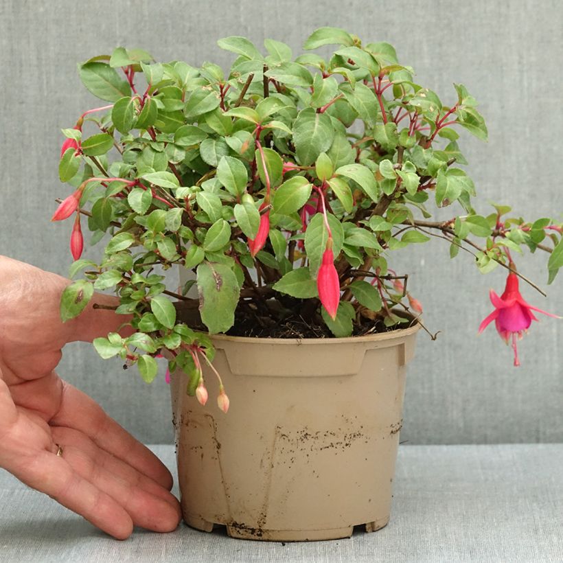 Spécimen de Fuchsia rustique Display Pot de 12 cm / 13 cm tel que livré en été