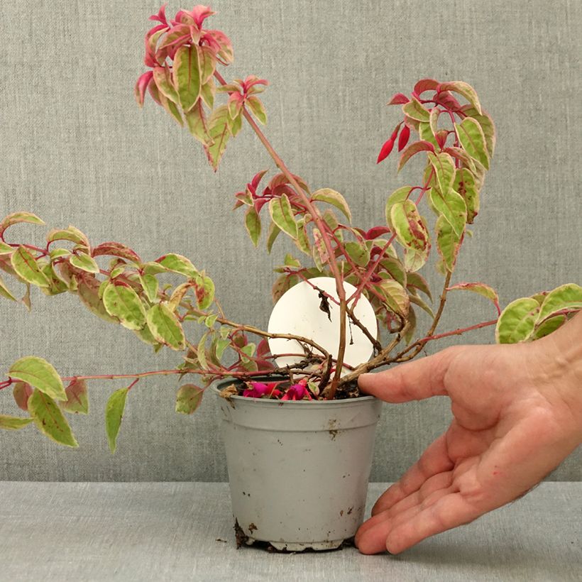 Spécimen de Fuchsia rustique Happy Birthday Pot de 1L/1,5L tel que livré en été