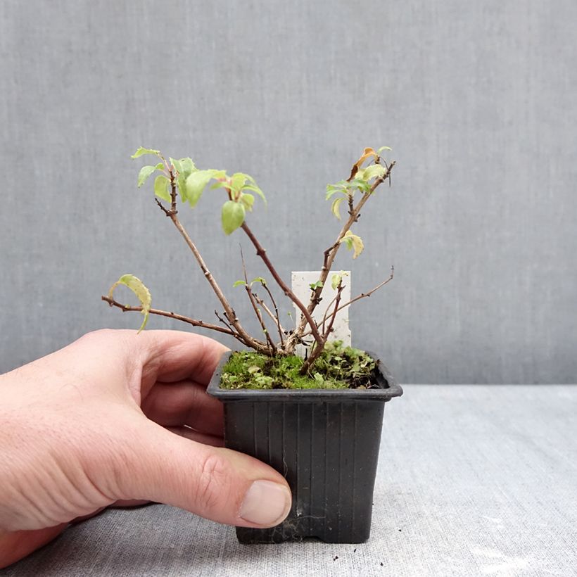 Spécimen de Fuchsia rustique Margaret Thatcher Godet de 8/9 cm tel que livré en hiver