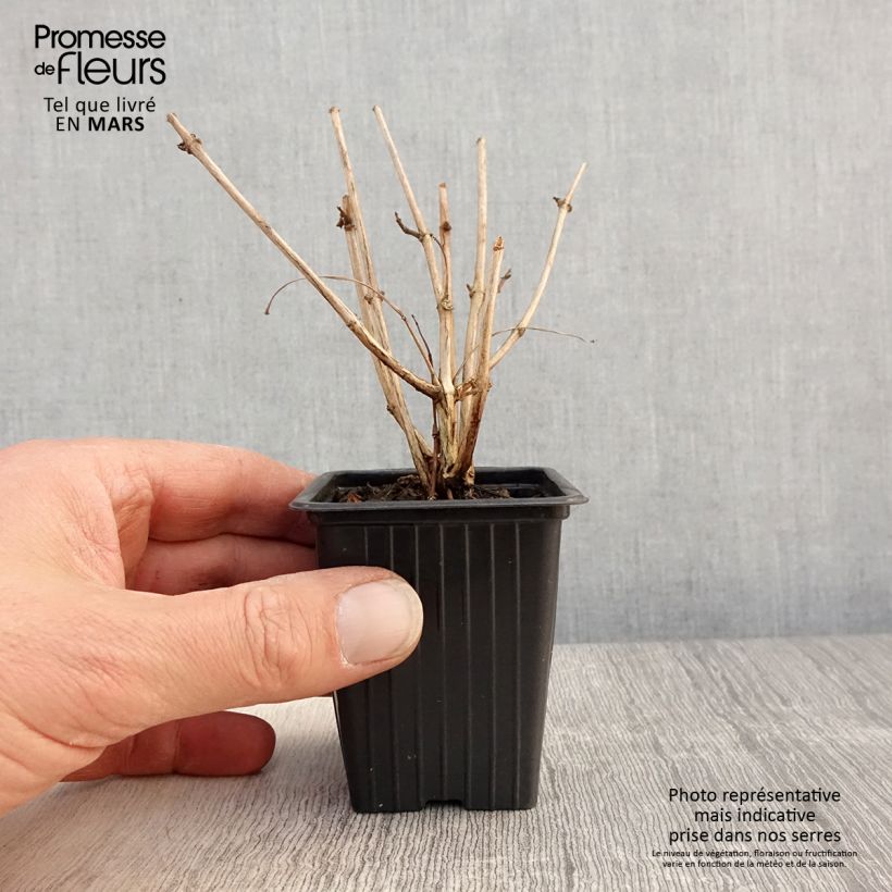 Spécimen de Fuchsia rustique Marjory Black Godet de 7/8 cm tel que livré au printemps