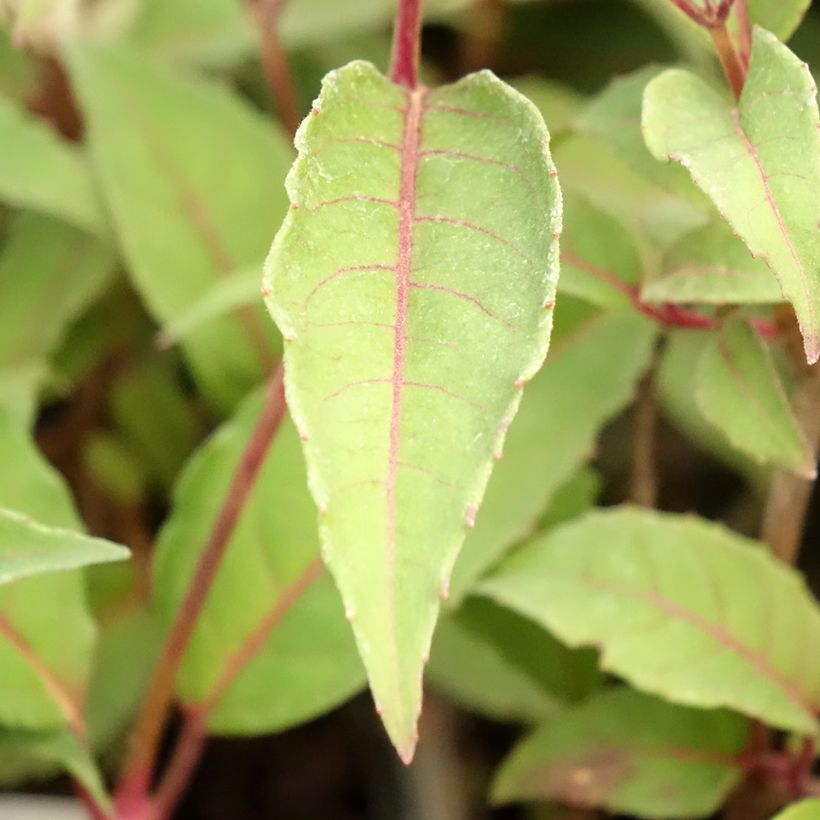 Fuchsia rustique Mme Cornelissen (Foliage)