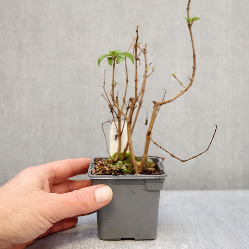 Example of Fuchsia rustique Mrs Popple Godet de 8/9 cm as you get in hiver