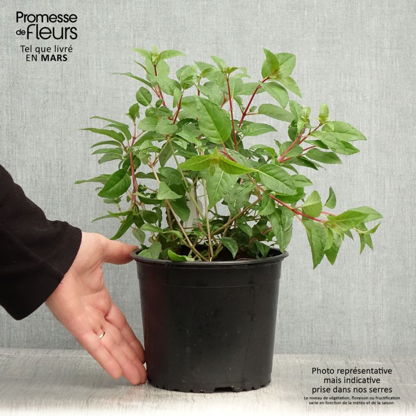 Example of Fuchsia rustique Princess Dollar Pot de 2L/3L as you get in printemps