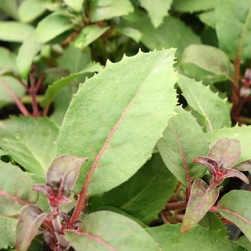 Fuchsia rustique Shrimp Cocktail (Feuillage)