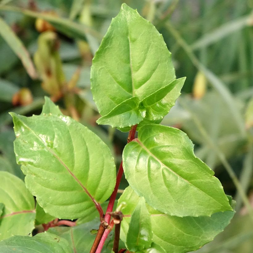 Fuchsia rustique White King (Foliage)