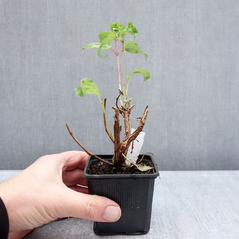 Example of Fuchsia rustique White King Godet de 8/9 cm as you get in hiver