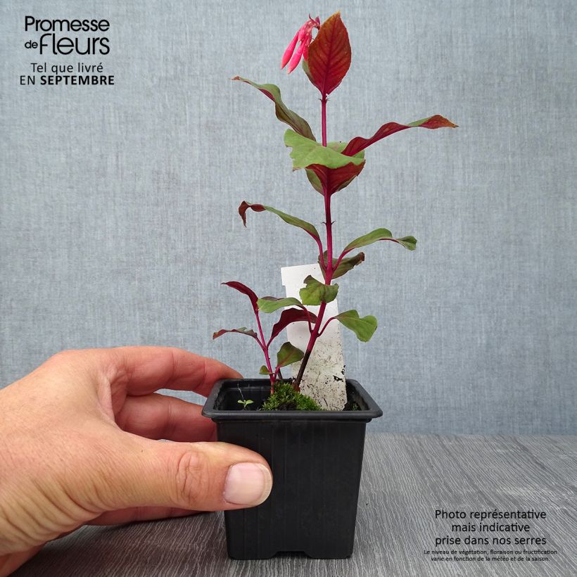 Spécimen de Fuchsia Thalia Godet de 8/9 cm tel que livré en automne