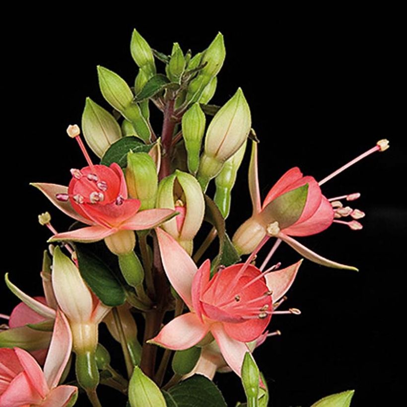 Fuchsia Walz Jubelteen  (Flowering)