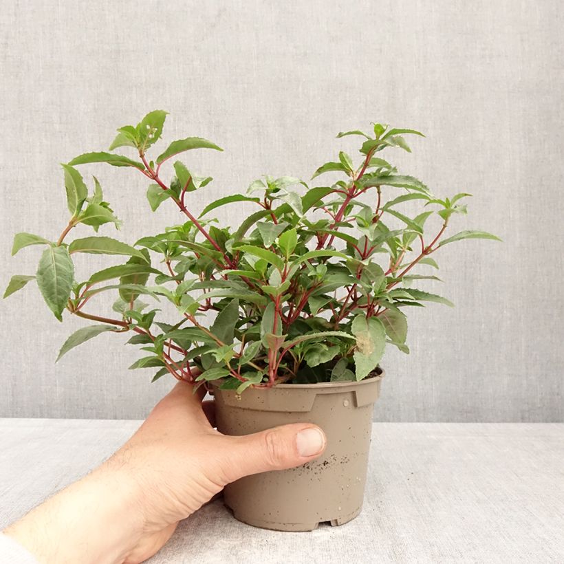 Spécimen de Fuchsia Winston Churchill Pot de 12 cm / 13 cm tel que livré au printemps