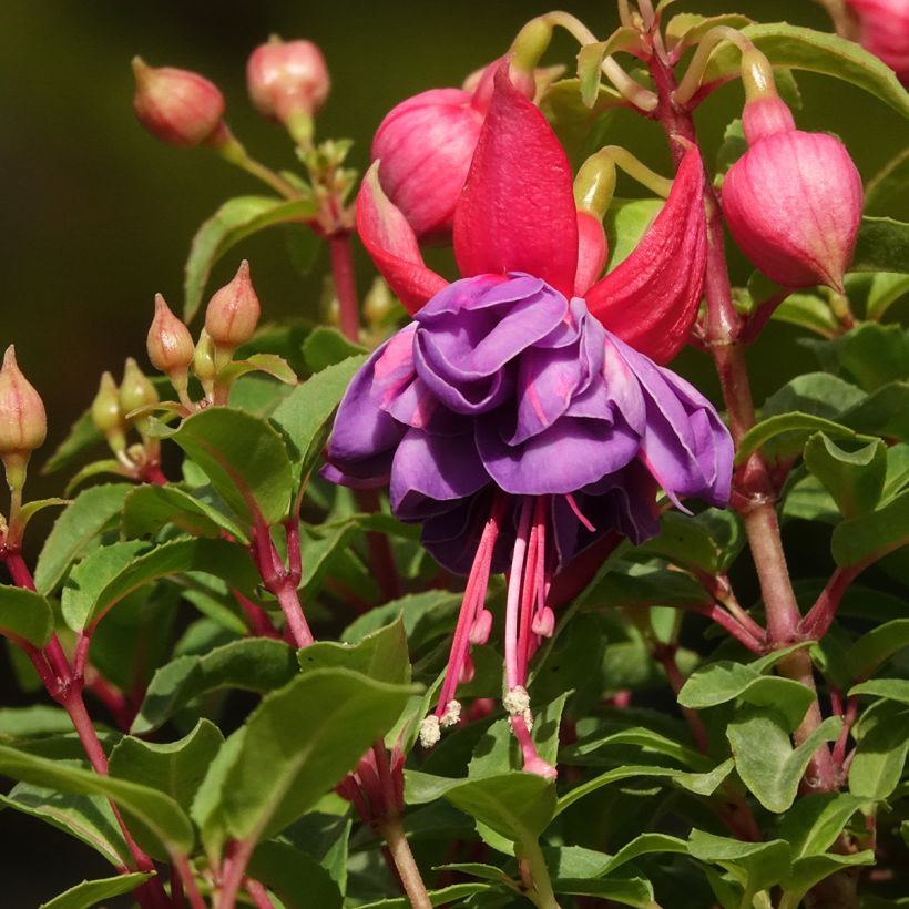 Fuchsia Winston Churchill (Floraison)