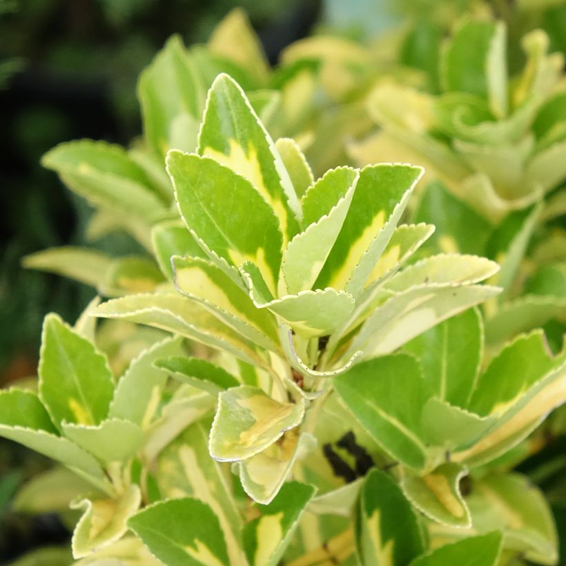 Fusain du Japon - Euonymus japonicus Duc d'Anjou (Feuillage)