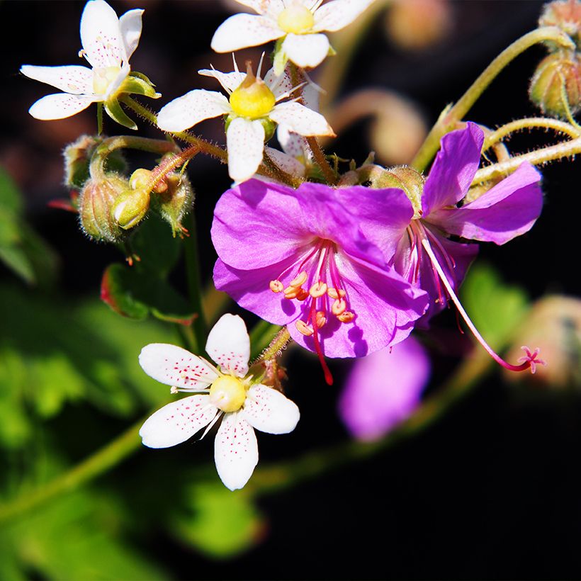 Géranium vivace cantabrigiense Cambridge (Flowering)