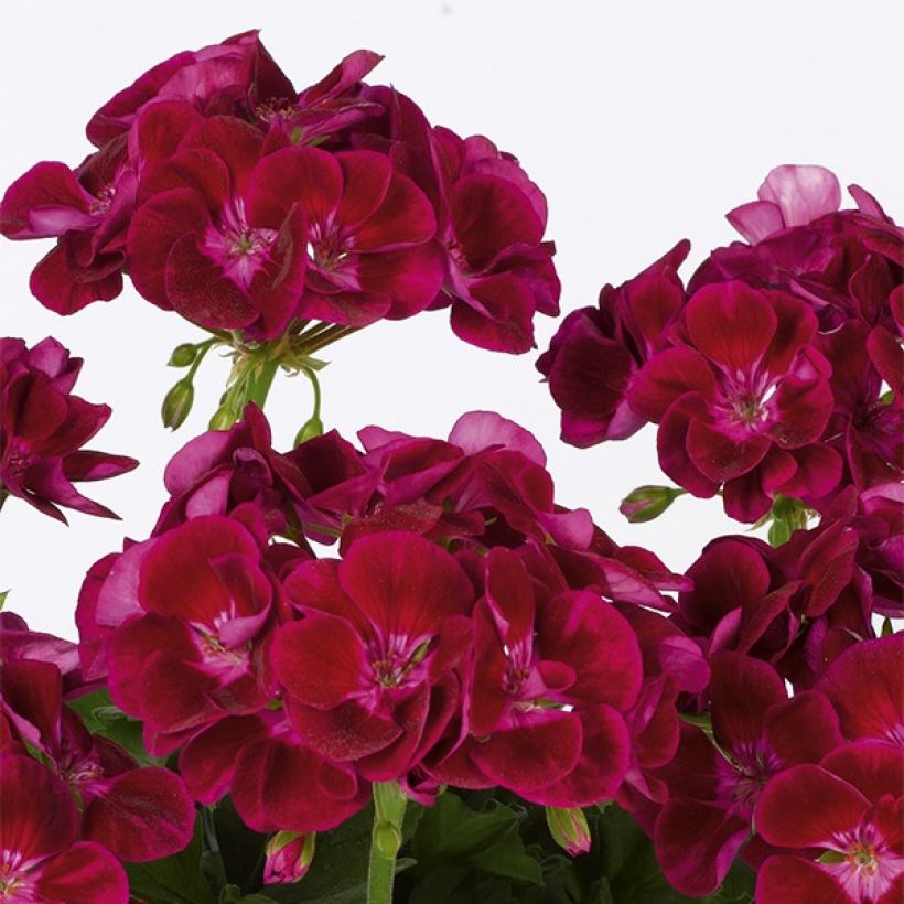 Géranium zonale Flower Fairy Velvet (Flowering)