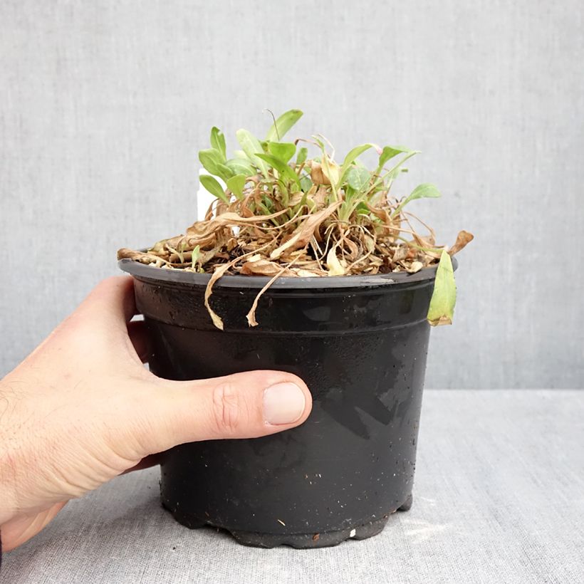 Spécimen de Gaillarde Kobold (Goblin) Pot de 2L/3L tel que livré en automne