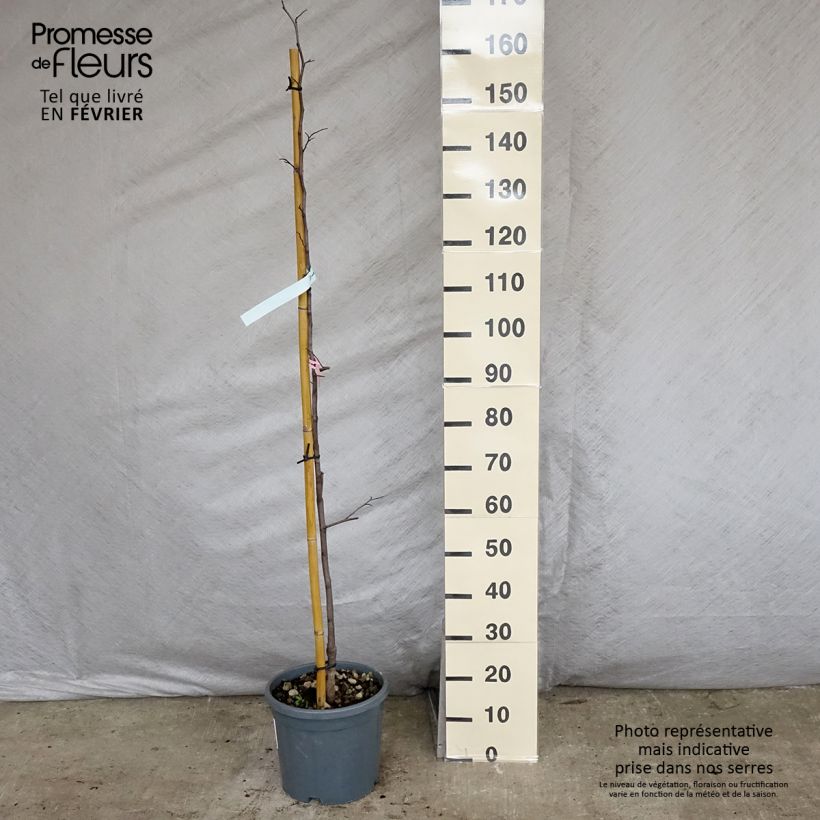 Spécimen de Gainier du Canada - Cercis canadensis Cascading Hearts Pot de 7,5L/10L tel que livré en hiver