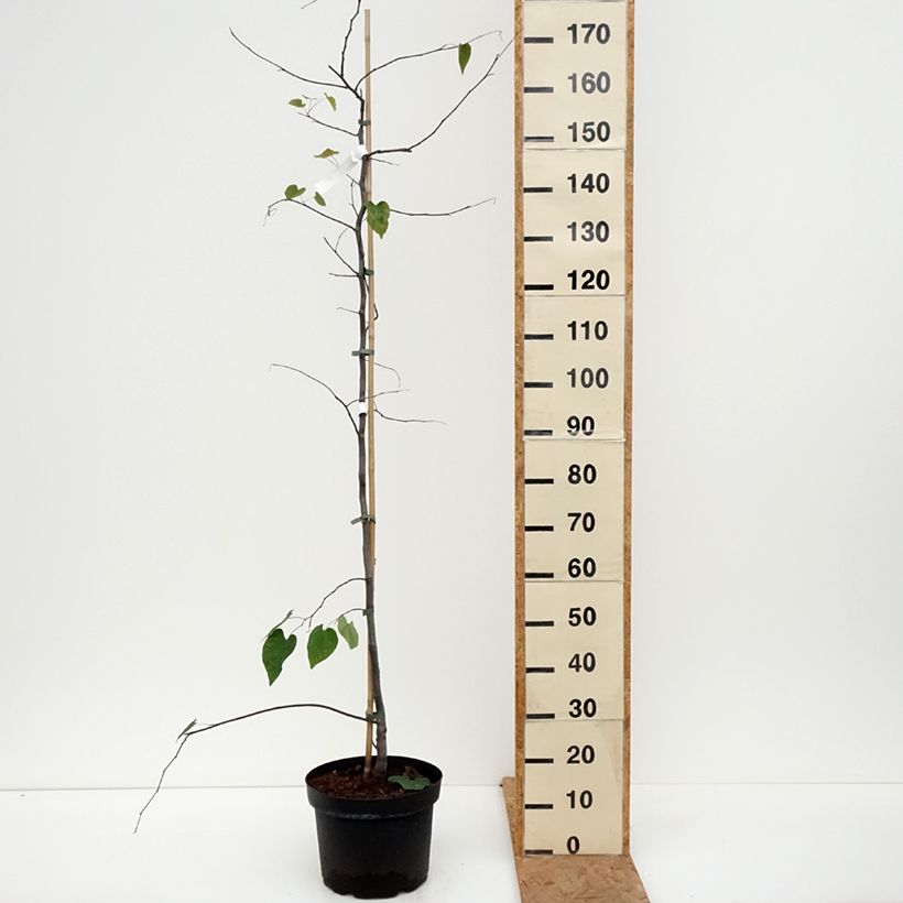 Spécimen de Cercis canadensis Cascading Hearts - Gainier du Canada Pot de 7,5L/10L tel que livré en automne