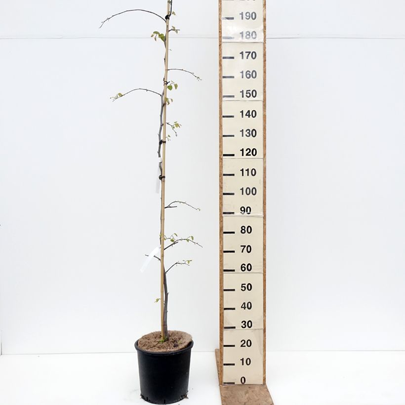 Spécimen de Gainier du Canada - Cercis canadensis Cascading Hearts Pot de 7,5L/10L tel que livré au printemps