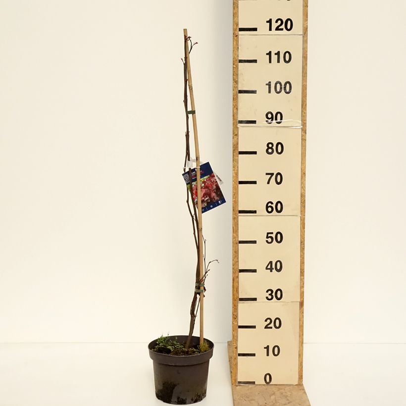 Example of Gainier du Canada - Cercis canadensis Red Force Pot de 7,5L/10L as you get in printemps