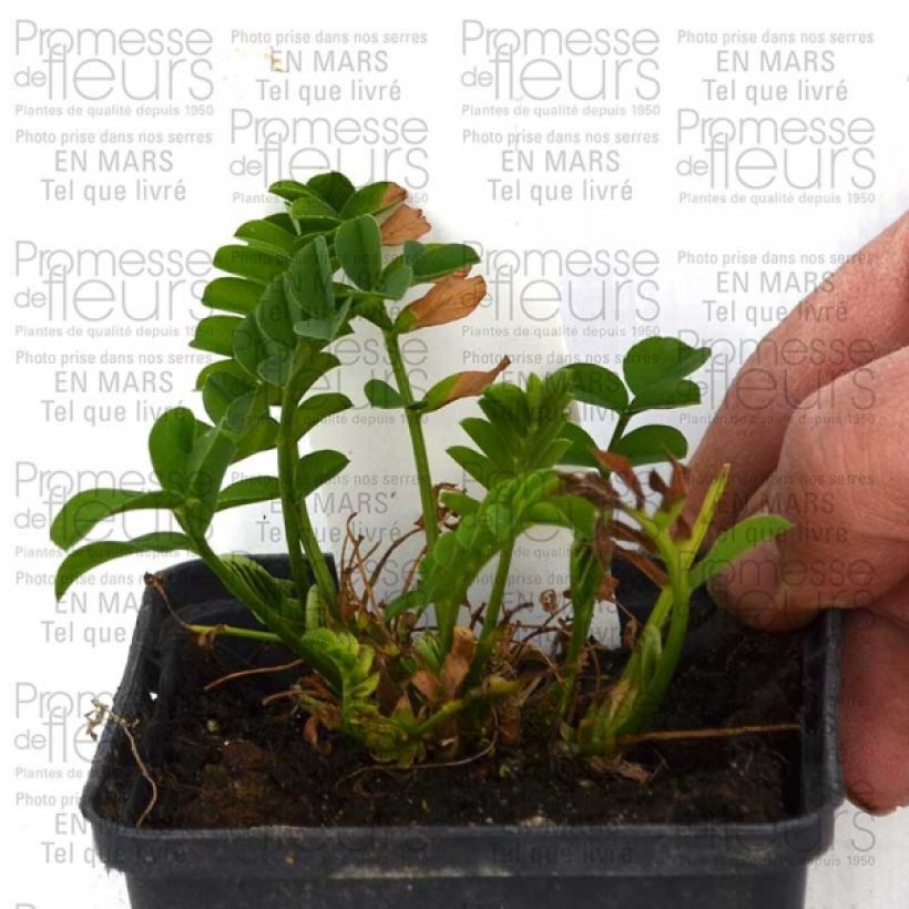 Exemple de spécimen de Galega hartlandii Lady Wilson Godet de 8/9 cm tel que livré