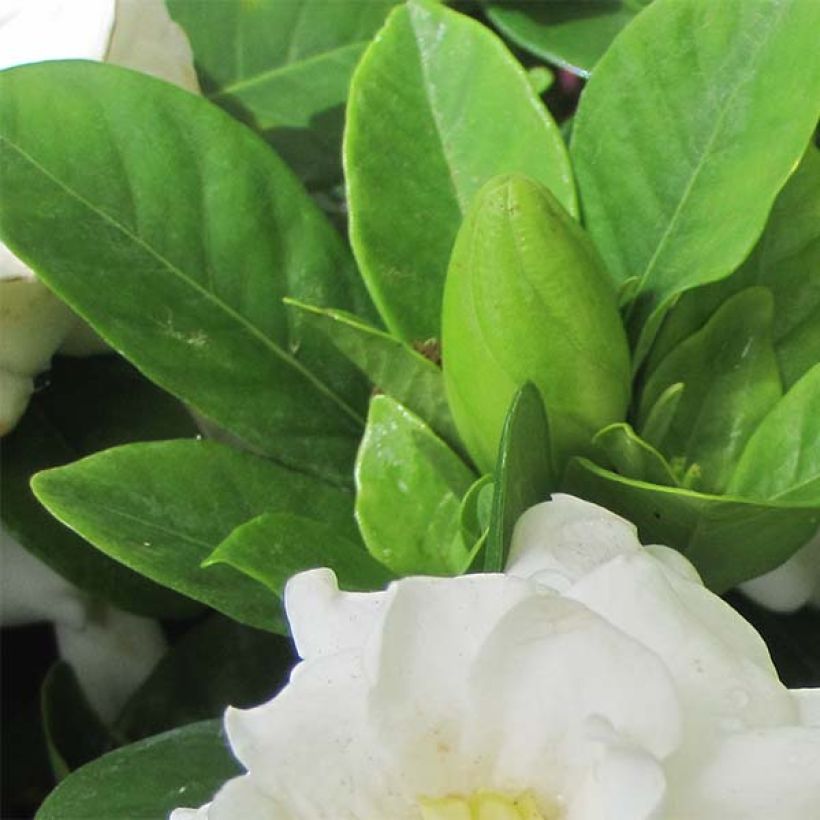 Gardenia jasminoides Crown Jewel - Jasmin du Cap (Foliage)