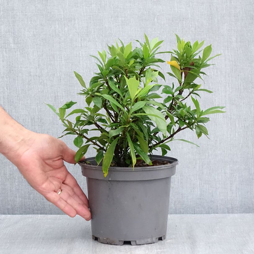 Spécimen de Gardenia jasminoides Celestial Star - Jasmin du Cap Pot de 3L/4L tel que livré en été
