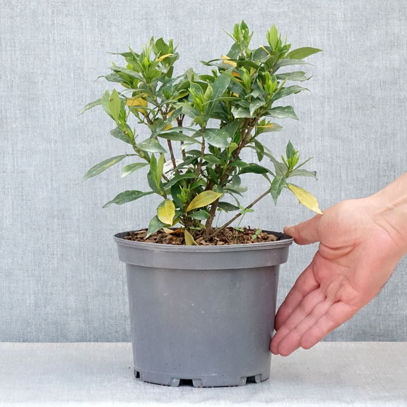 Example of Gardenia jasminoides Celestial Star - Jasmin du Cap Pot de 3L/4L as you get in printemps