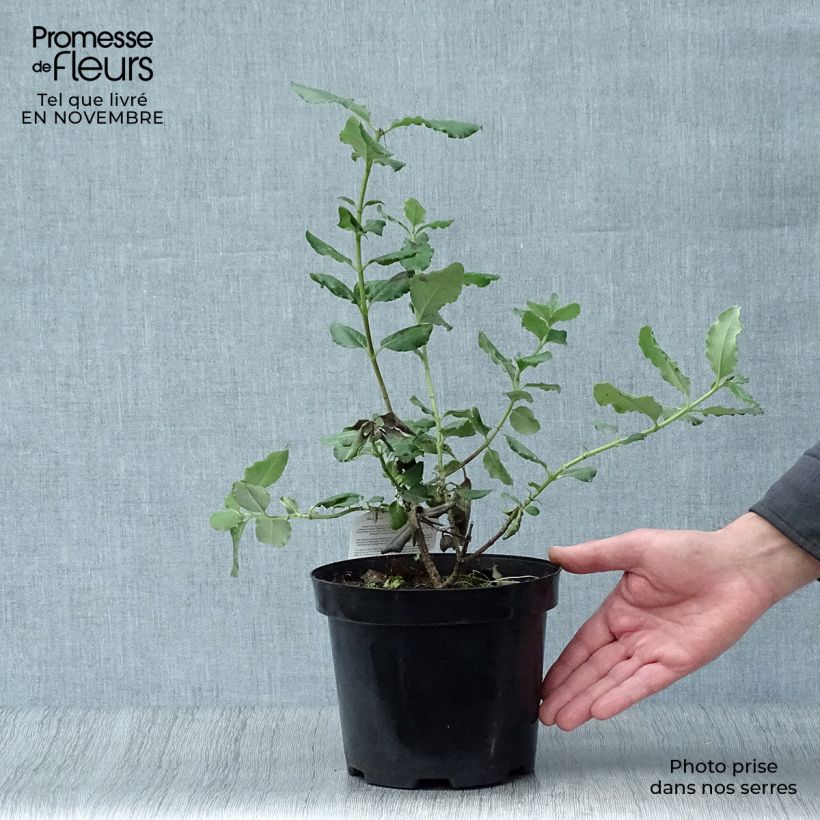 Example of Garrya elliptica - Garrya à feuilles elliptiques Pot de 2L/3L as you get in automne