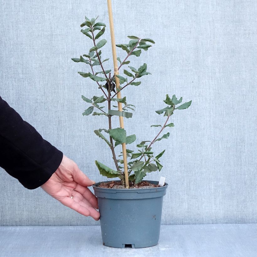 Example of Garrya elliptica James Roof Pot de 2L/3L as you get in hiver