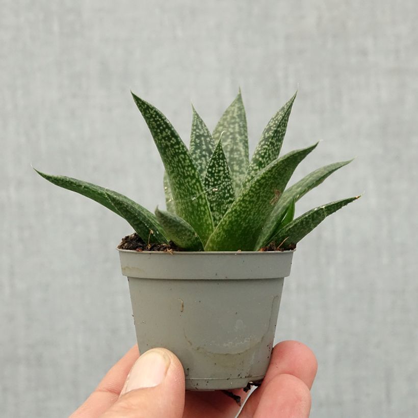 Spécimen de Gasteria D. Delta Mini-plante tel que livré au printemps