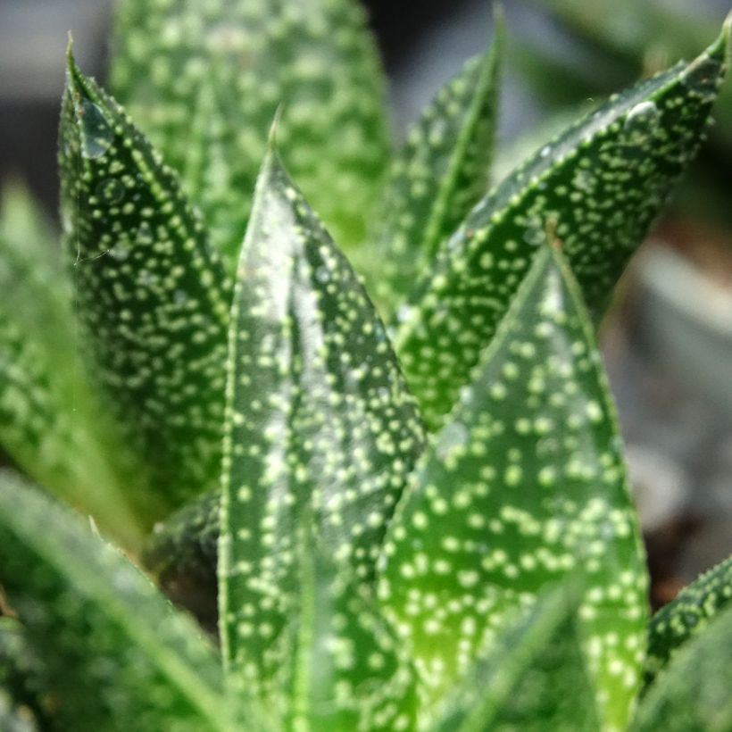 Gasteria D. Due (Feuillage)