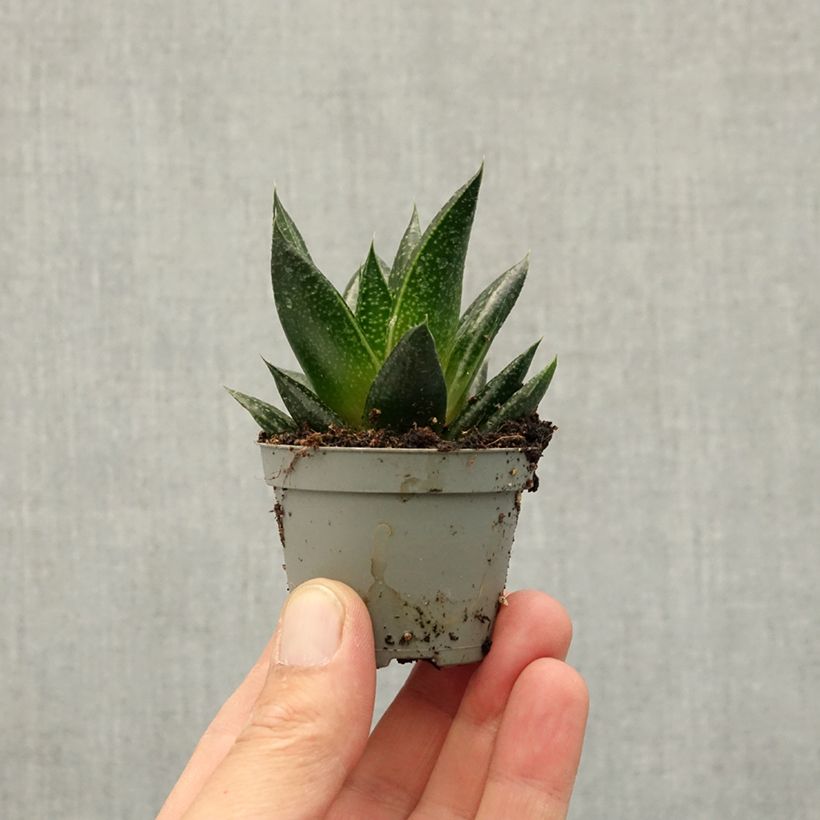 Spécimen de Gasteria D. Due Mini-plante tel que livré au printemps