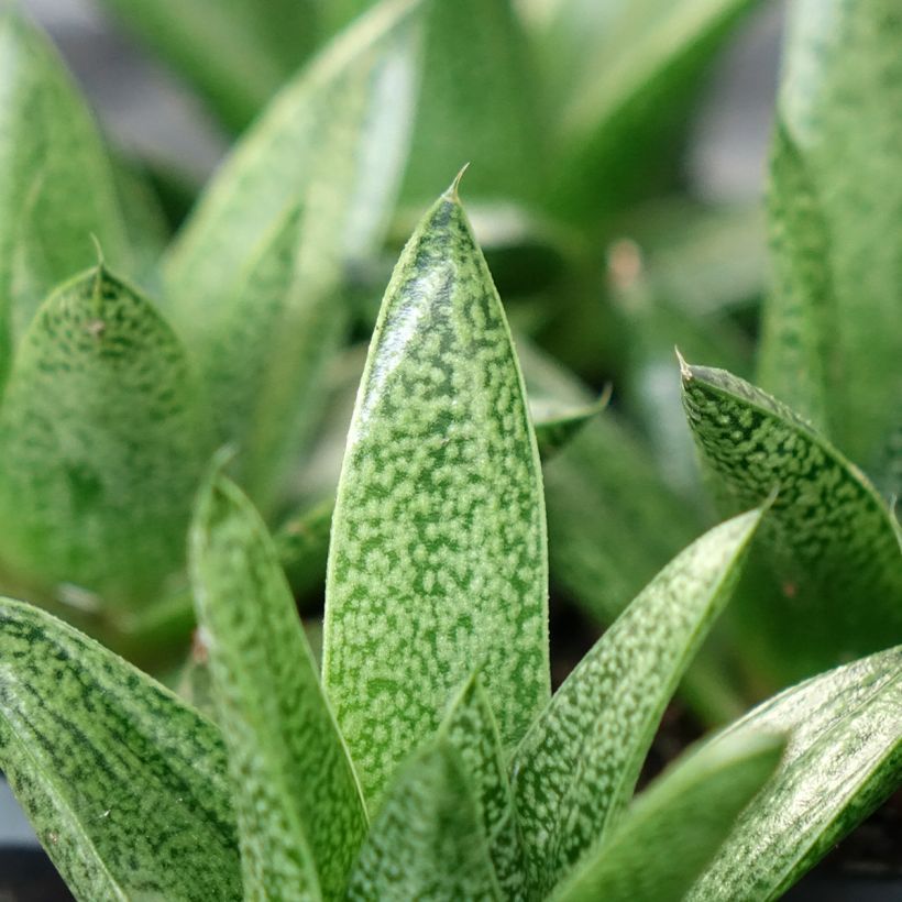 Gasteria D. Tiga (Feuillage)