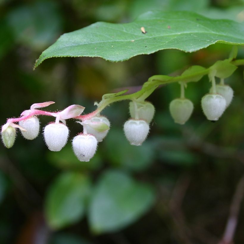 Gaultheria shallon (Flowering)