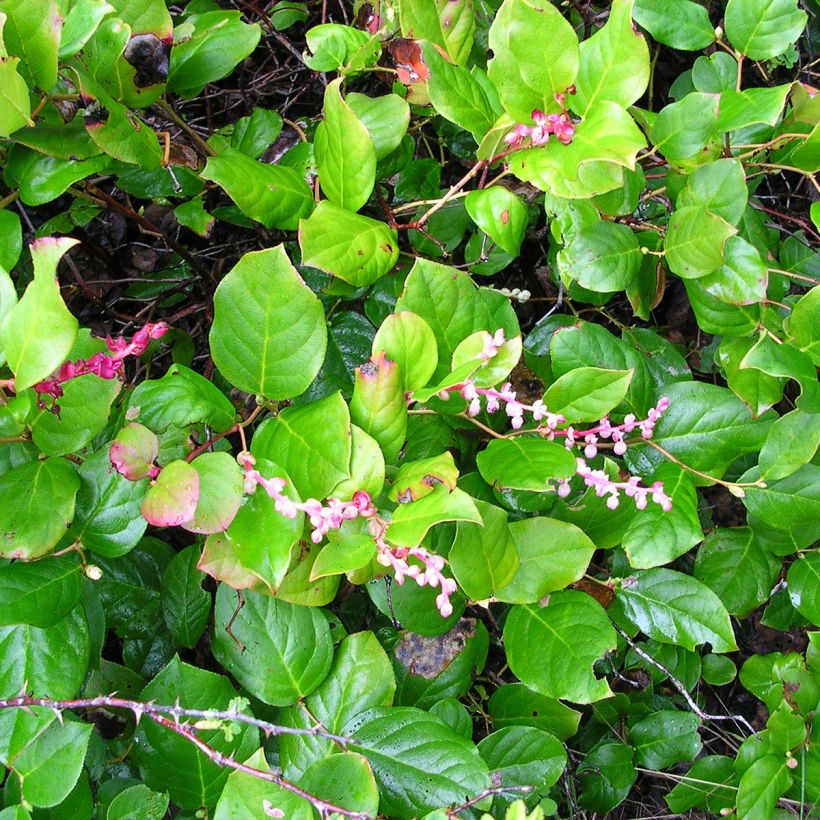 Gaultheria shallon (Plant habit)